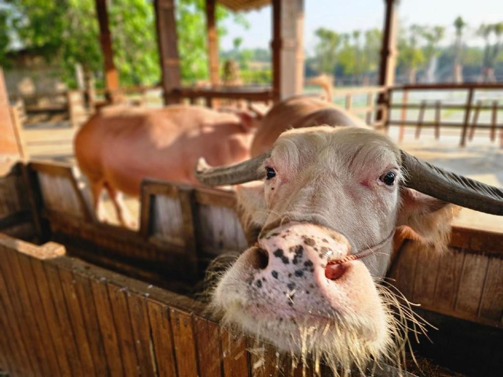 The Buffalo Amphawa Samut Songkhram Exterior photo
